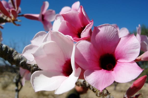 Adenium Boehmianum